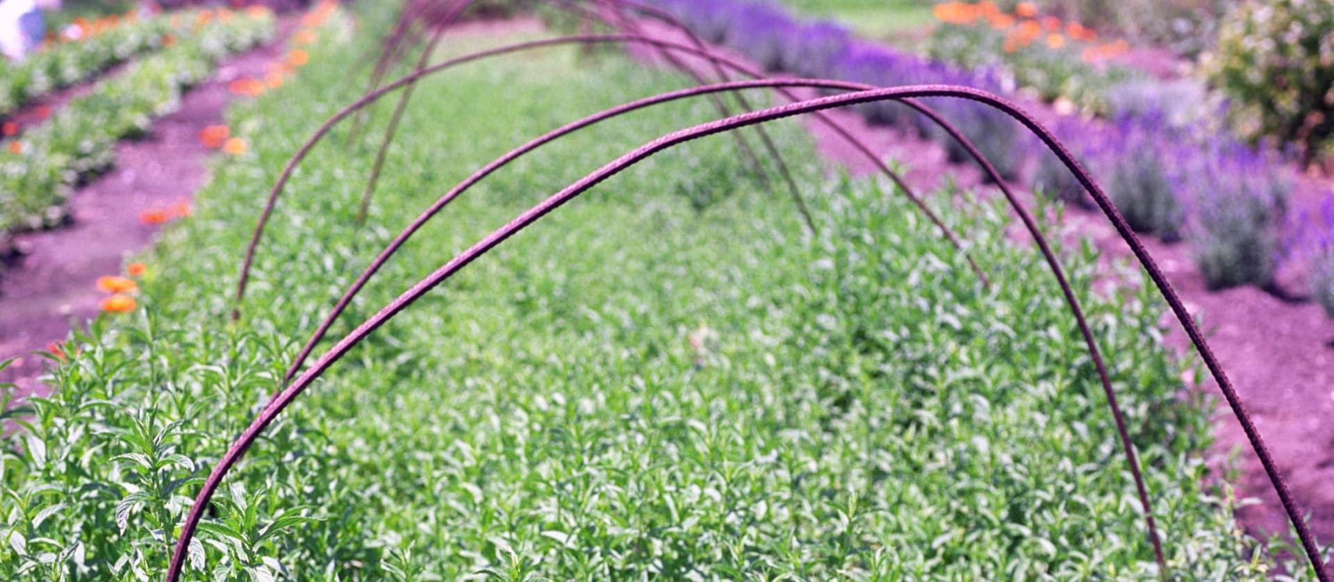 Calendula Flower, Whole (Calendula officinalis) – Grassroots Herb Supply